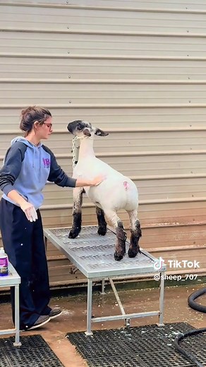 Jackpot prep with @Hanna Seever 🧼 #livestockshow #showlife #sheep #sheepshow #legday #stockshow #livestockshow #shearing #showring #satisfying #fyp