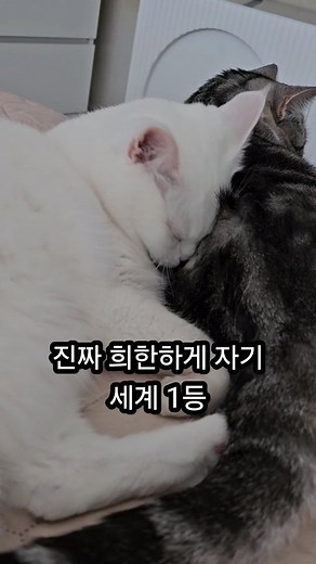 레오와개집사둘 on Instagram: "이 자세를 해야만 잠드는 스타일,, 꼭 개집사 겨든 레오누나 옆구리든 죠스 뱃살 호랑이 뱃살 쓰담이 옆구리 어디든 꼭~~~~얼굴을 저리 부비작대며 찰싹 붙어야만 잠🤣 우리 산타 어쩜 매일매일 이렇게 아기같을까?🥺 저리 잠드는거 너무 사랑스러워 미챠❤️ 아 전 겨 잘 씻습니다 걱정 노ㅎ 이 추운날 난로가 필요가 읎어,, . . #애니멀스타그램 #고양이사랑해 #고양이집사 #데일리냥 #캣스타그램 #냥스타 #귀여운고양이 #개냥이 #냥냥 #야옹이 #캣 #고양이일상 #고양이그램 #육묘 #묘스타그램 #미묘 #CuteCatClub"