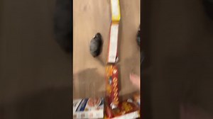 The chinchilla races are back!