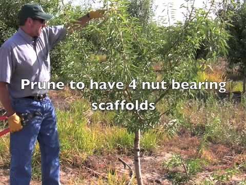 Almond Pruning Year 1