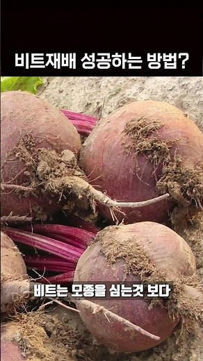 How to Grow Beetroot Successfully: When to Plant, How to Plant, and 1-Minute Farming Tips