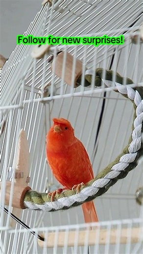 After molting #قناری #کناری #کنری #canary #kanarienvögel