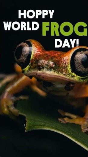 happy frog day y'all altho I kinda don't like frogs they make me sick#happyworldfrog #worldfrogday