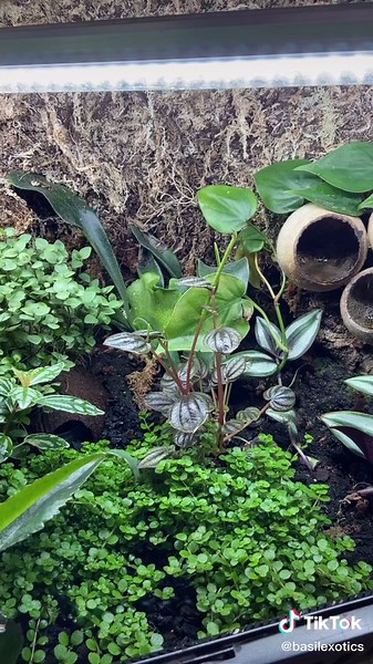 Setting up a Bioactive Enclosure for Blue Poison Dart Frogs