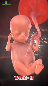 11 Week Fetus 🍤 #PregnancyToParenting | Pregnancy to parenting