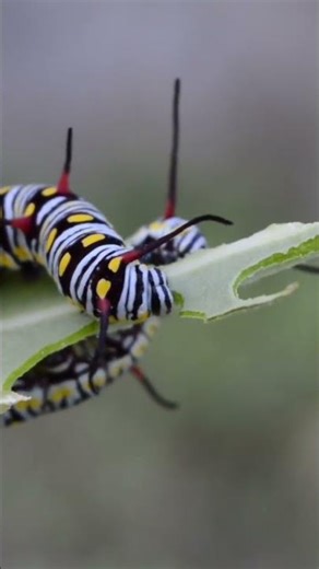 Silkworm Eating Food 🐛 @Animals-t9w.. #shorts #beauty