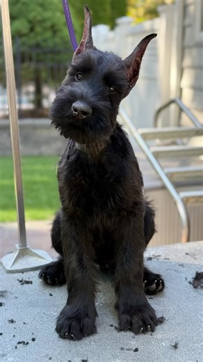 How to Post Cropped Ears for Giant Schnauzers