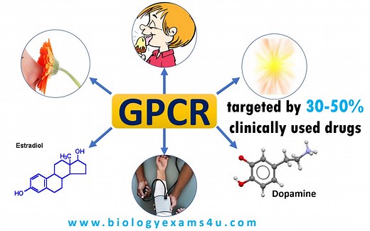 G Protein Coupled Receptor (GPCR); Structure and function || GPCR-cAMP Signaling Pathway Steps