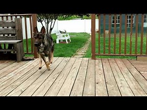 German Shepherd Running In Slow Motion