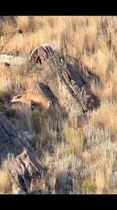 410K views · 2.6K reactions | Peter Pan and his shadow! 歷 #deer | Spencer Adams | Facebook