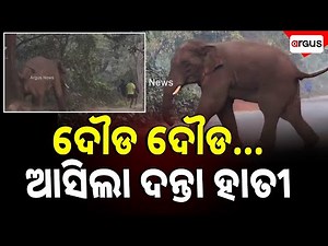 Elephant Enters Residential Area | Balasore | Argus News | Odisha | Elephant Attack
