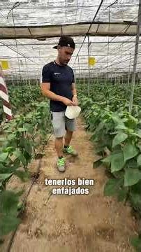 Así se coloca una laña en el trabón para enturorar pimientos #agricultura
