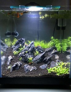 Adding Fluval Stratum To Existing Tank - Aquariumia
