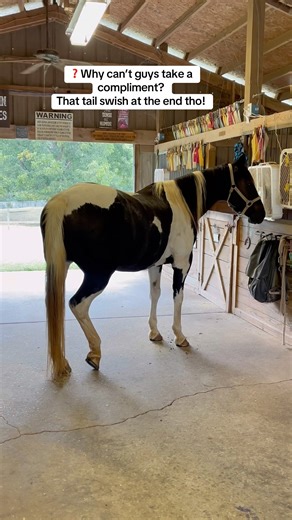 ❓Why can’t guys take a compliment? Check out the hindquarters on this 23-year-old horse! #horse