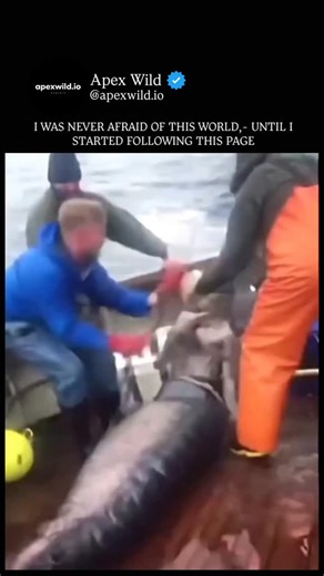 Apex Wild on Instagram: "Beneath the shifting skin of the ocean, where sunlight fractures into silver shards and darkness hums with ancient pressure, the sea mermaid glides in silence. Half human, half abyss-born, she is sculpted by the tides themselves—porcelain skin kissed by salt, eyes reflecting the endless blue, and hair flowing like drifting kelp in a slow, hypnotic current. Her tail, powerful and iridescent, ripples with scales that shimmer from emerald to moonlit pearl, each movement lea