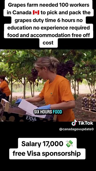 Grapes farm needed 100 workers in Canada 🇨🇦 to pick and pack the grapes duty time 6 hours no education no experience required food and accommodation free off cost#Canada #canada_life🇨🇦 #canada🇨🇦 #canadajobs #canadajobseekers #canadajobsearch #canadavisa #canadavisa🇨🇦 #canadavisaapproval #canadavisaapproved🇨🇦 #jobopportunity #jobonline #joboffer #jobinterview #joblife #jobforme #jobsearchtips #jobseekers #visa #freevisa #freevisajobs #freevisafreeticket✈️✈️ #grape #grapes #grapefruit #g