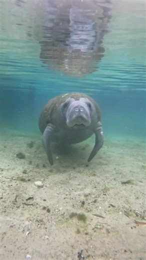 Did you know manatees can use this front flippers to “walk” along the spring bottom? 🤔 Inside those flippers are what look like pairs of oversized hands, which phalange arrangement similar to ours! They’re essentially like hands with mittens over top!🌿 On the ends of the flippers, a few little toenails are present as well! Too cute!🌱 | Bird's Underwater Dive Center