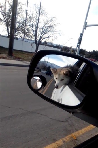 Adventures of Buddy Boy. Puppin hard out the window. #husky #icebear #icebears #yogibear #buddybear