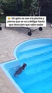 2M views · 77K reactions | ‍♂️ Este gato se cae a la piscina y...