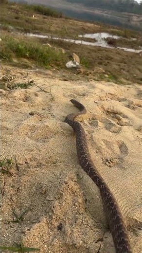 Indian Rat Snake #highlightseveryone #wildliferescue #snake #cobra #naturelovers #animalrescue