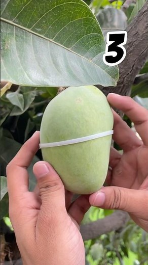 Mango & wire experiment