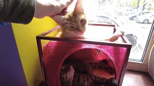 26K views · 1.2K reactions | Cat Cafe in Moscow! Watch full video on Youtube and subscribe: https://youtu.be/a6we9L9Y9uI | Igor in Russia | Facebook