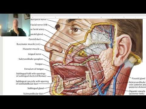 Introduction to anatomy for paramedical students 12 (GIT, part 1) , by Dr, Wahdan