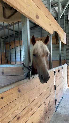 Explore the World of Horse Barns