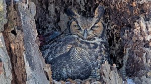 Magazine offers informative, engaging material about nature