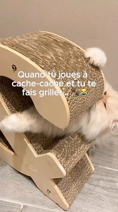 Cache-cache version chat !  Avec Homycat, même les griffoirs deviennent des terrains de jeu.  Qui d’autre a des chats qui adorent jouer à travers nos griffoirs ? N'hésitez pas à nous envoyer vos photos et vidéos ! 朗盧  Découvre nos griffoirs uniques sur Homycat.com #HomycatLovers #GriffoirDesign #CacheCacheFélin #CatSurprise #ChatOnFleek | Homycat | Facebook