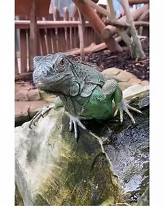 5.7K views · 317 reactions | Meet Pusia! She is a female Green Iguana and arrived at Colchester Zoo at the end of last year. Since then, she has grown in confidence with the other reptiles she shares her home with and with our Animal Care Team! She can be seen at Iguana Forest and enjoys being hand feed by the team!年 #NewArrival #Reptiles #GreenIguana #ColchesterZoo | Colchester Zoo | Facebook