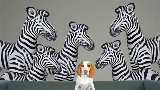 Puppy beagle faces giant zebra in home adventure
