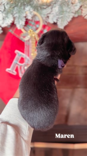 ✨𝐓𝐢𝐦𝐞 𝐟𝐨𝐫 𝐭𝐡𝐞 𝐠𝐢𝐫𝐥𝐢𝐞𝐬 𝐭𝐨 𝐬𝐡𝐢𝐧𝐞! ✨ Showing off the girls from Zoey & Murphy’s miniature Aussiedoodle litter as we get ready for selections. They’re all so beautiful and so sweet, each one a precious reflection of their incredible parents. Truly… you couldn’t go wrong with any of them 💕🐾 #passionatebreeder #earlyneurologicalstimulation #mentalstimulation #aussiedoodles #doodlesforlife #aussiedoodlesofinstagram #doodlesofinstagram #puppylove #puppyoftheday #puppygram #pupp