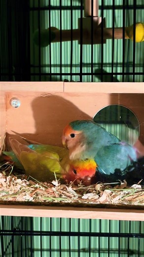 The Love and Loneliness of Caiques