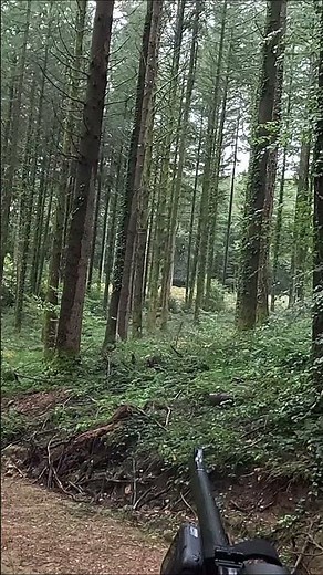 Mon premier cerf en battue ! #hunting #chasse #battue #cerf