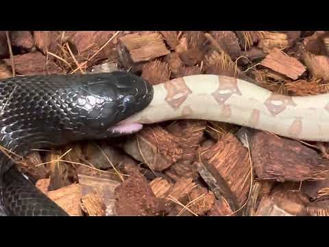 Mexican Black Kingsnake eats a Boa Constrictor for lunch