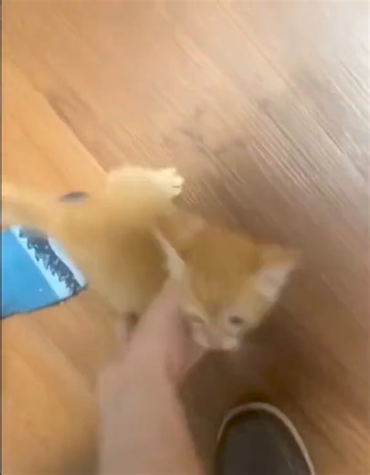 94K views · 940 reactions | absolutely obsessed with this video of an orange cat having the time of his life eating lasagna | Ghibli Community | Facebook