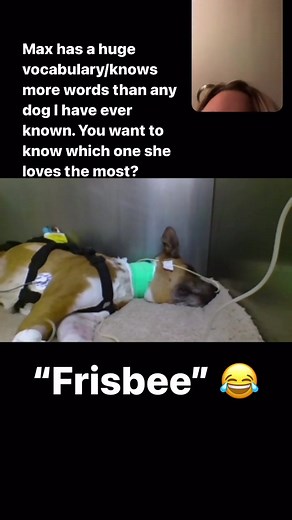 Meet Max and Beau: The Best Farm Dogs 🐾