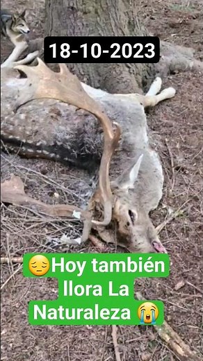 😭LA NATURALEZA en estado Natural (GAMO ) #animales #naturaleza