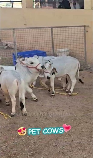 This is the breed 😍 Which could be raised in your Home #youtube #viral #cow #love #animals #yt