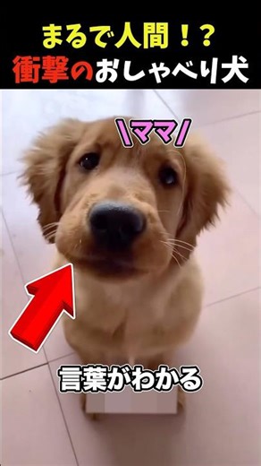 [Too clever] Talking dogs that shocked the world