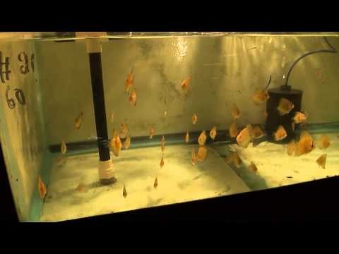 Discus Fry Grow Out Tanks - Gwynnbrook Farm
