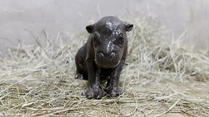 What's better than Moo Deng content? Videos of a newly-born baby pygmy hippo! 🦛🎉 This squishy male hippo was born to parents Posie and Pluto at a wildpark zoo in Kansas. | USA TODAY