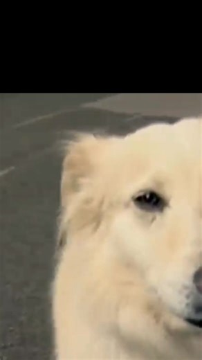 The Mystery of Overton Bridge: The Dog Suicide Bridge