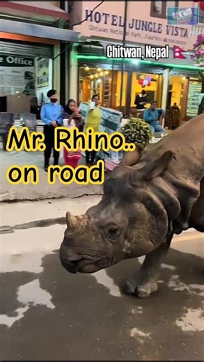 🦏Mr.Rhino..Walking Like a Boss on Road👑 #shorts #shortsfeed #viral #trending #ytshorts #rhino