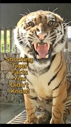 5 Incredible Tiger Facts That Will Blow Your Mind!