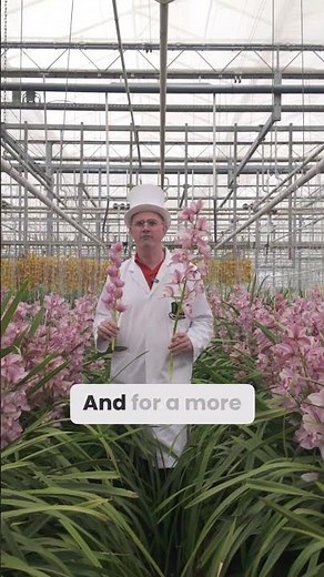 The Secret History of Cymbidium Orchids