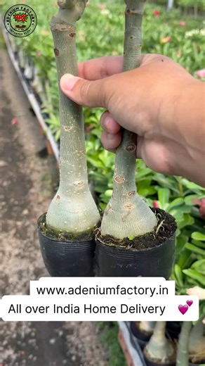 Buy Premium Quality Adenium Plant Online Shopping 🪴 #adenium #plants #flowers #garden