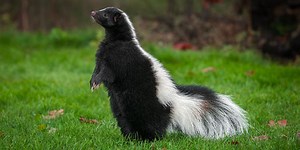 Can You Guess These Animal Defense Mechanisms?