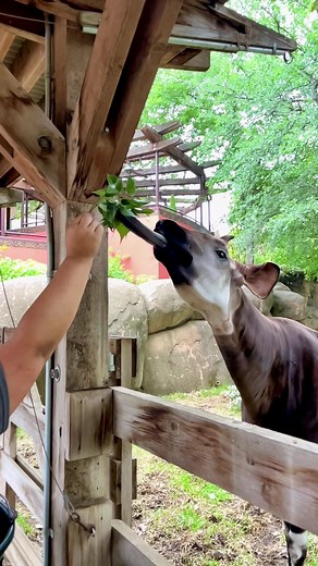 Snacktime with Epulu! 🌿 #okapi #animals #wildlife #cuteanimals #fyp #foryou